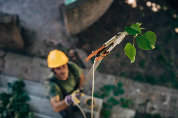 The Steps Involved in Our Tree Care Process in Gilbert, MN